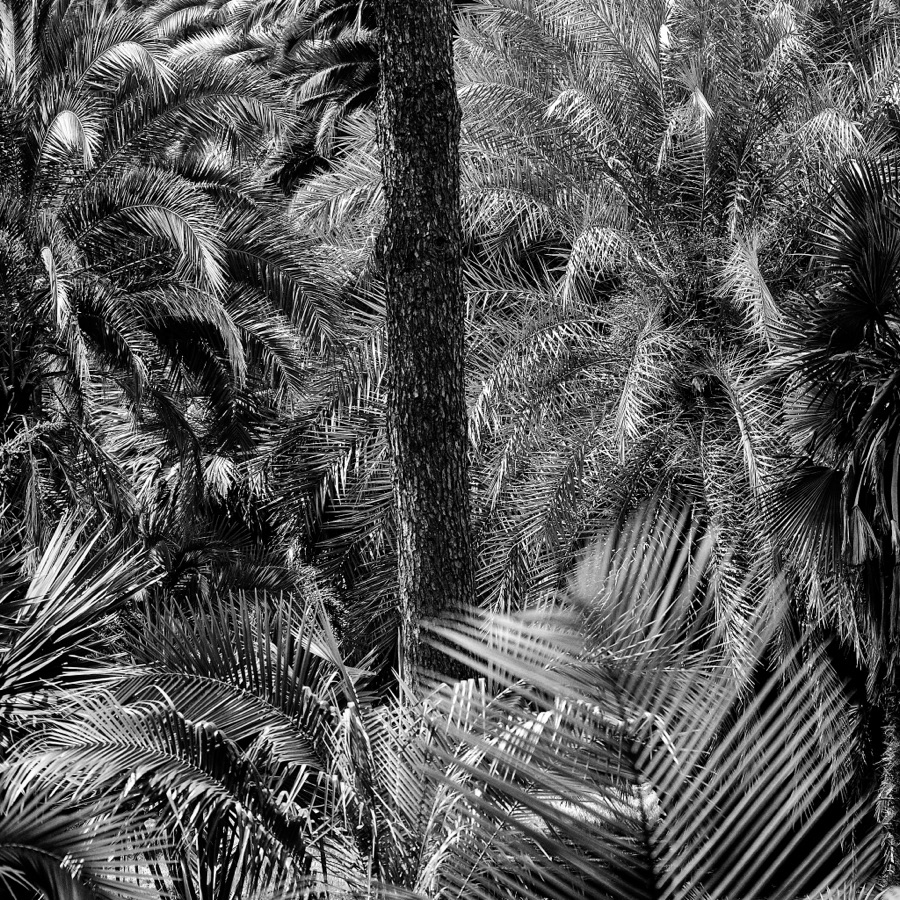Le jardin botanique de Naples — série photographique de Jérôme Enel-Réhel
